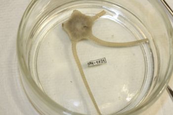 Media type: image;   Invertebrate Zoology OPH-1021 Description: Preserved specimen.;